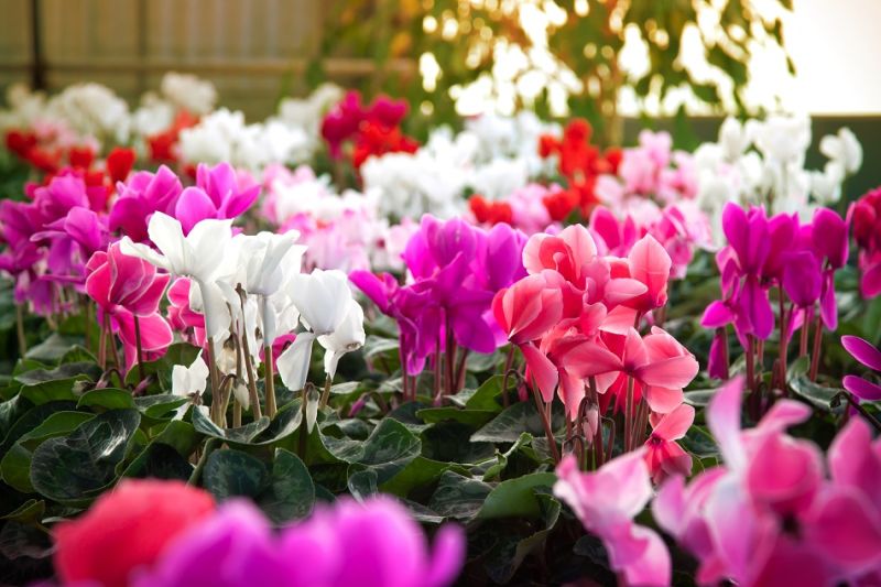 VISKAS APIE CIKLAMENĄ: PRIEŽIŪROS ABC